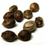 Семена марихуаны АК-47  (Seeds AK-47) в Апатитах